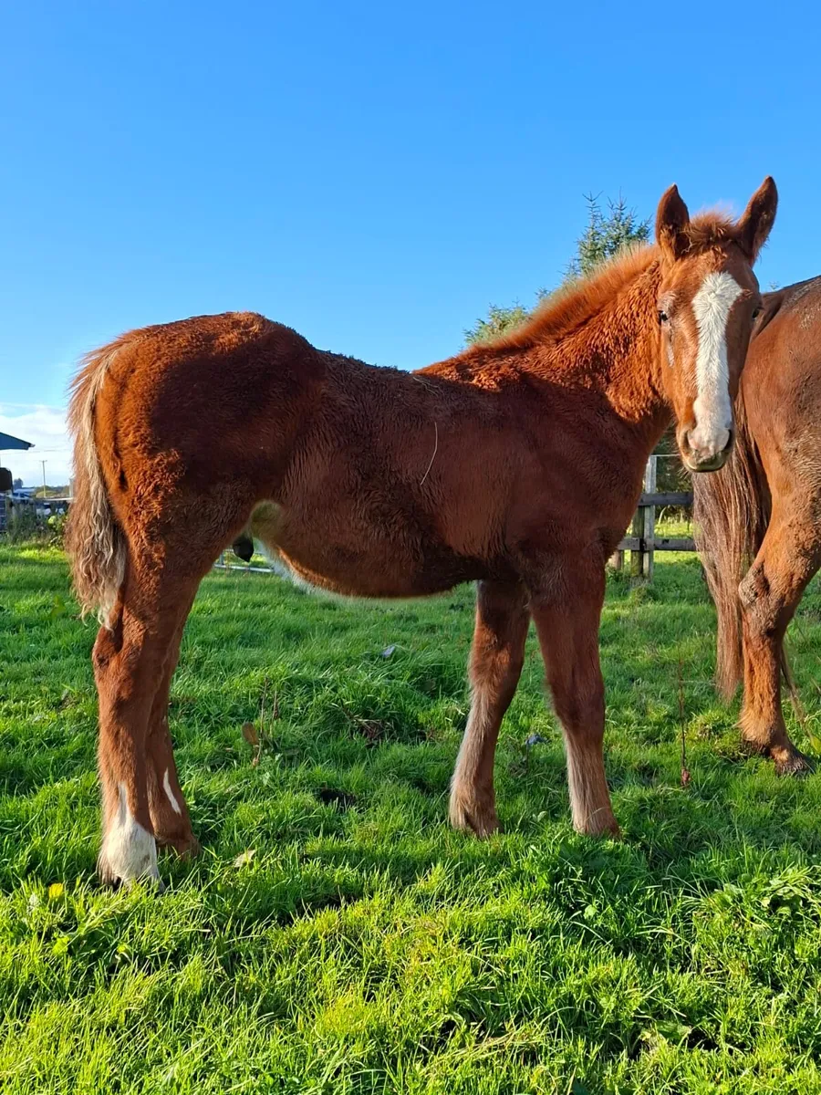 Colt foal - Image 3