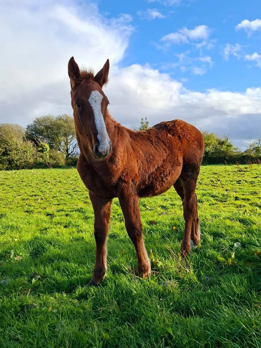 Colt foal - Image 4
