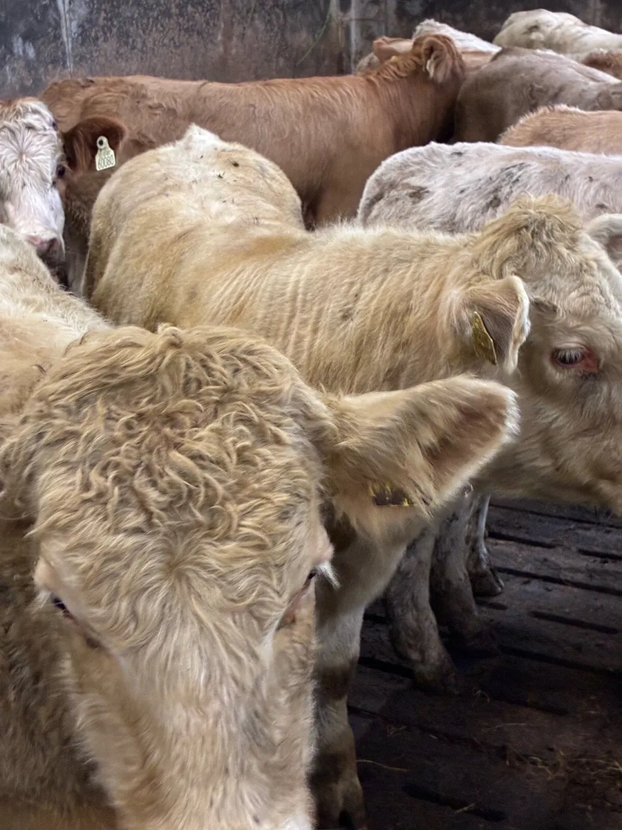 TOP QUALITY CH/LIM BULL WEANLINGS 320/350KG - Image 1