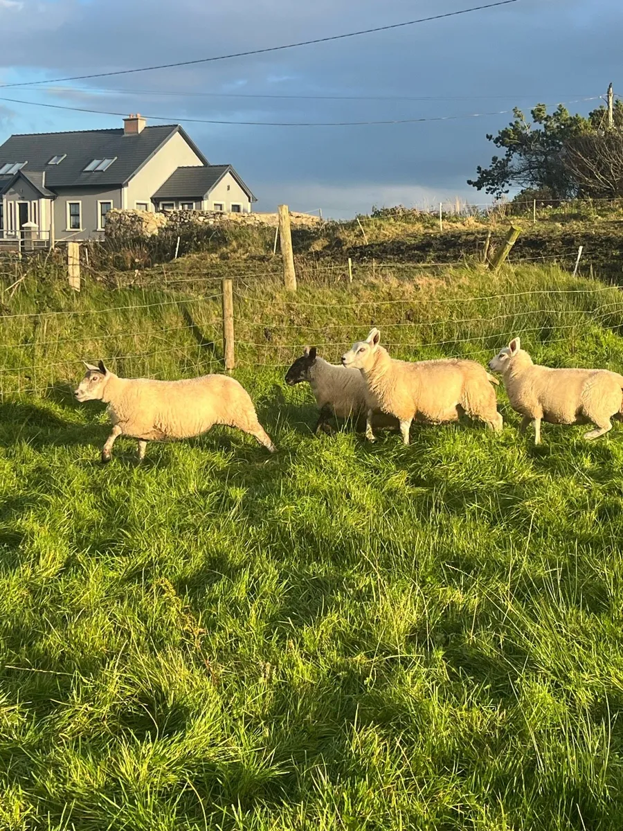 Texel and crossbred lambs - Image 2