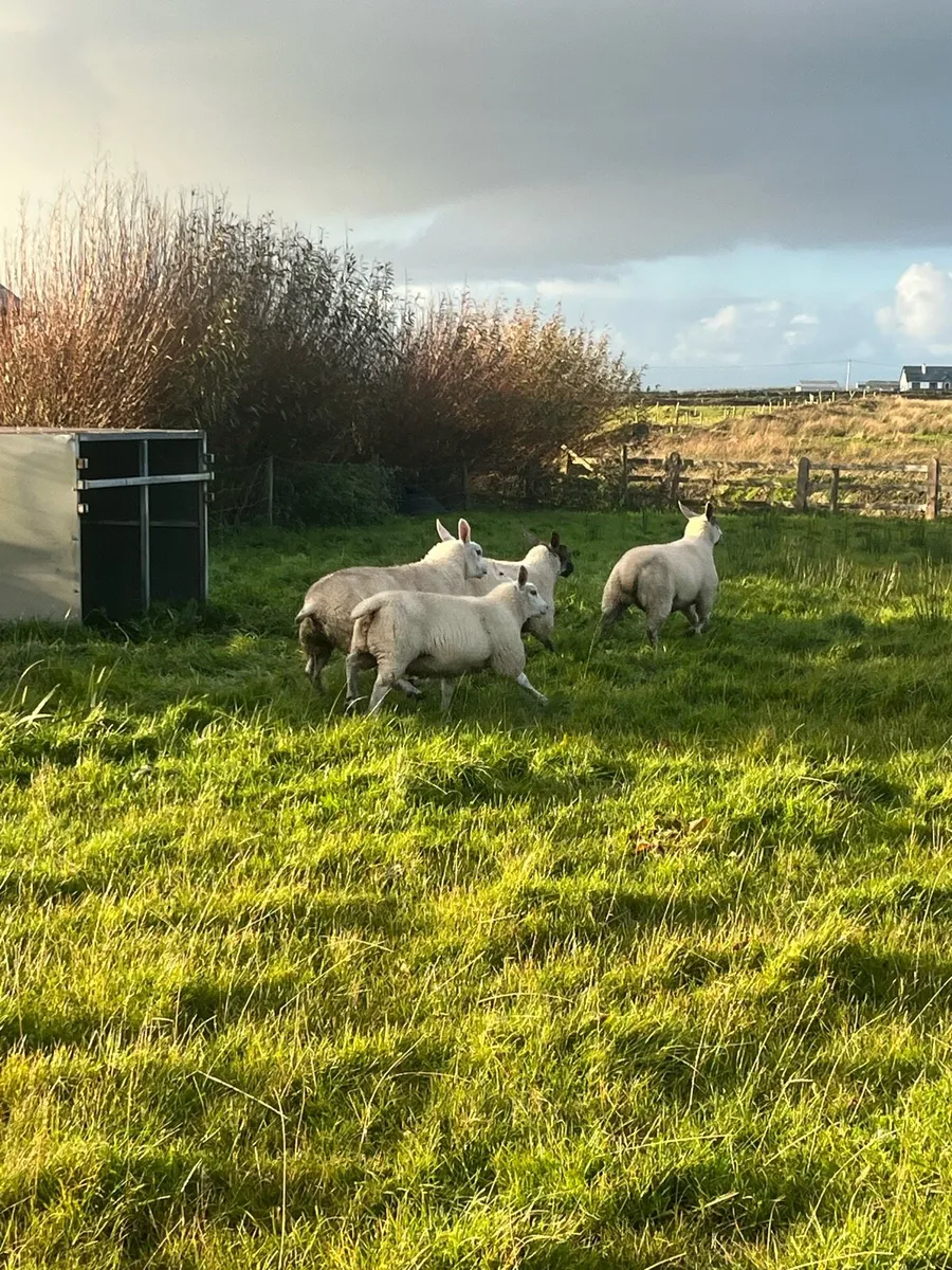 Texel and crossbred lambs - Image 3