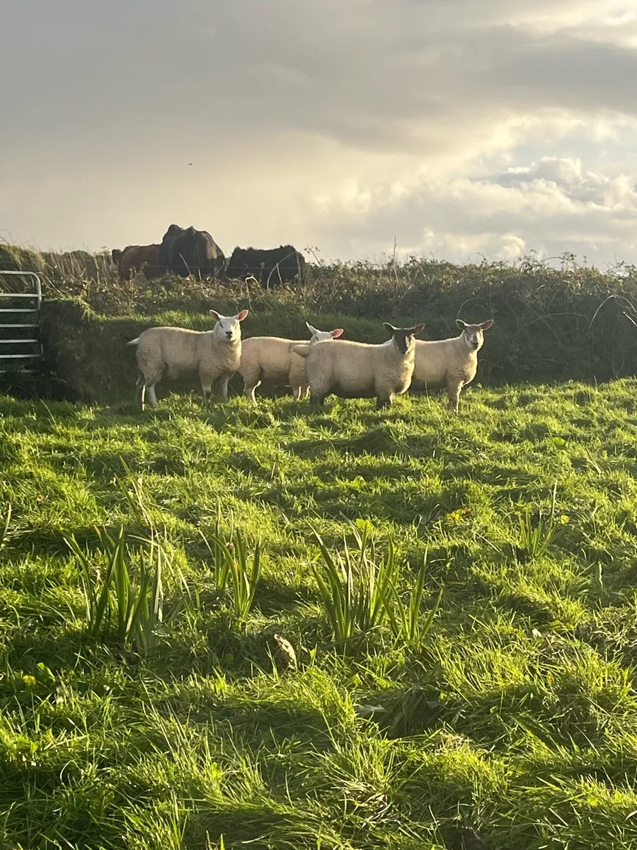 Texel and crossbred lambs - Image 4