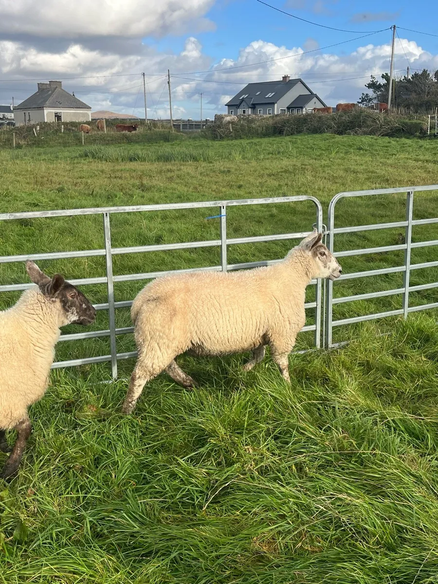 Texel and crossbred lambs - Image 1