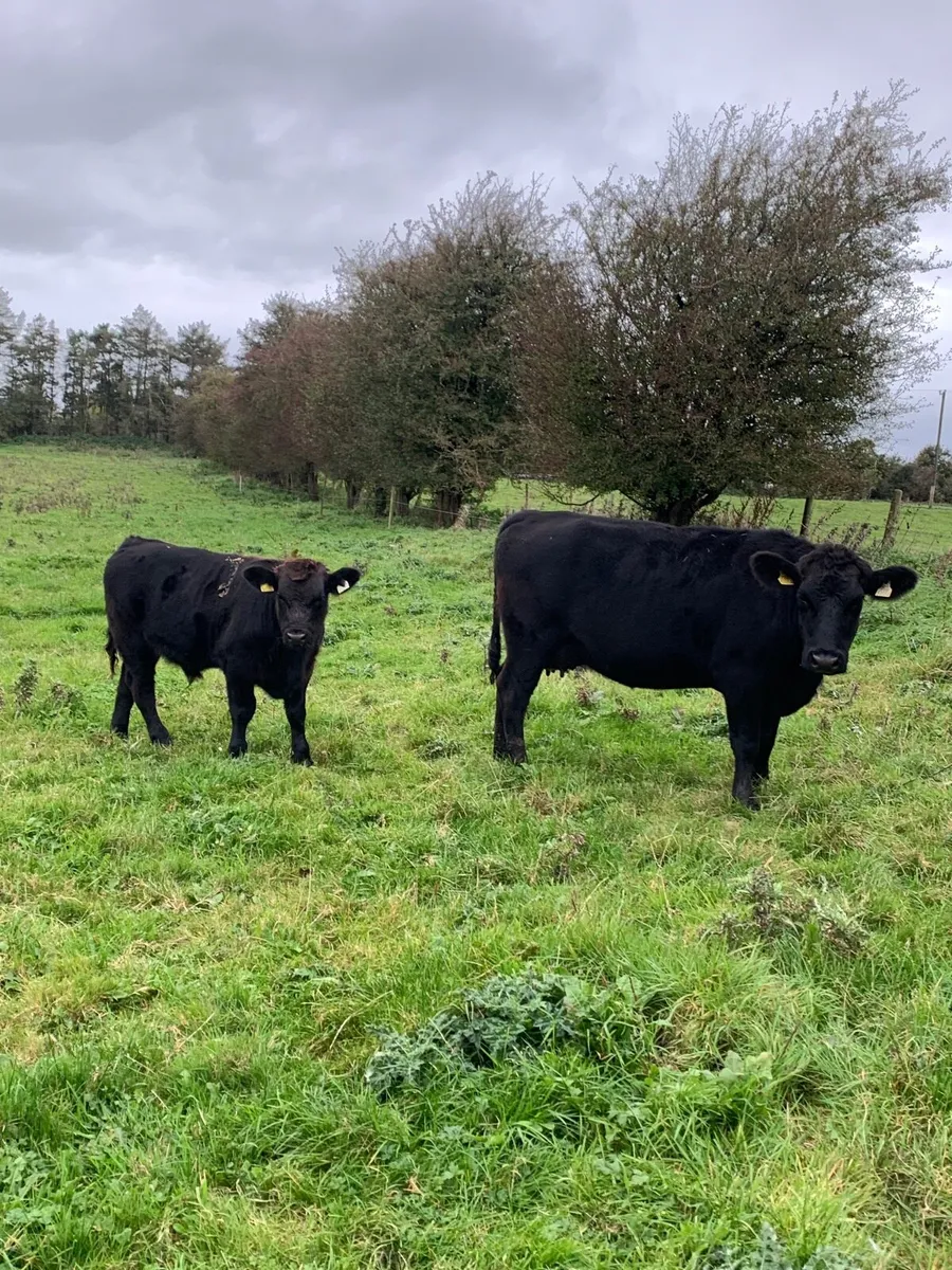 First calved angus cow with bull weanling at foot - Image 3