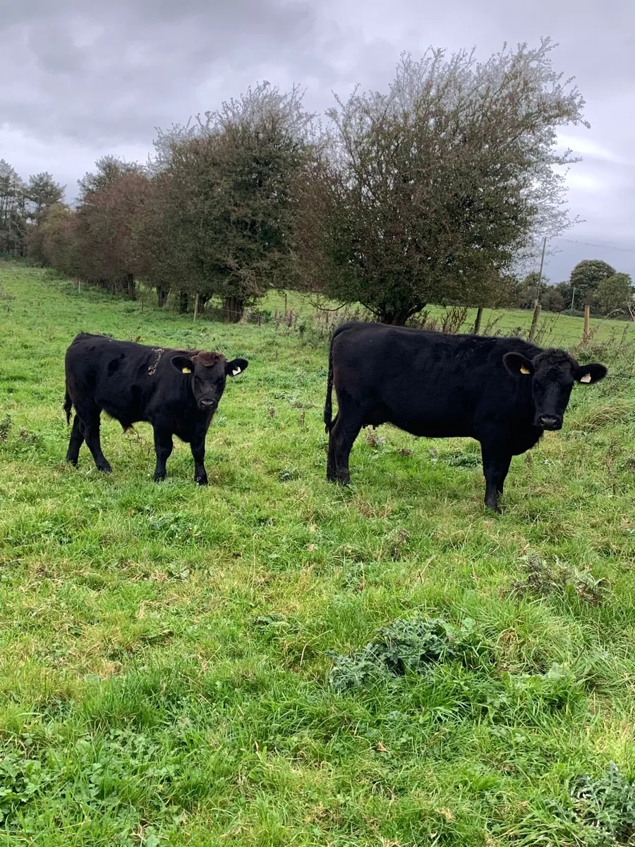 First calved angus cow with bull weanling at foot - Image 4