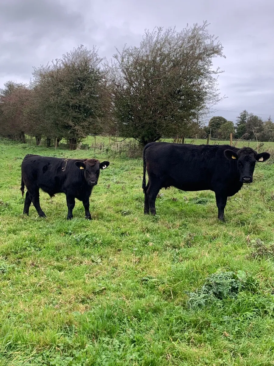 First calved angus cow with bull weanling at foot - Image 1