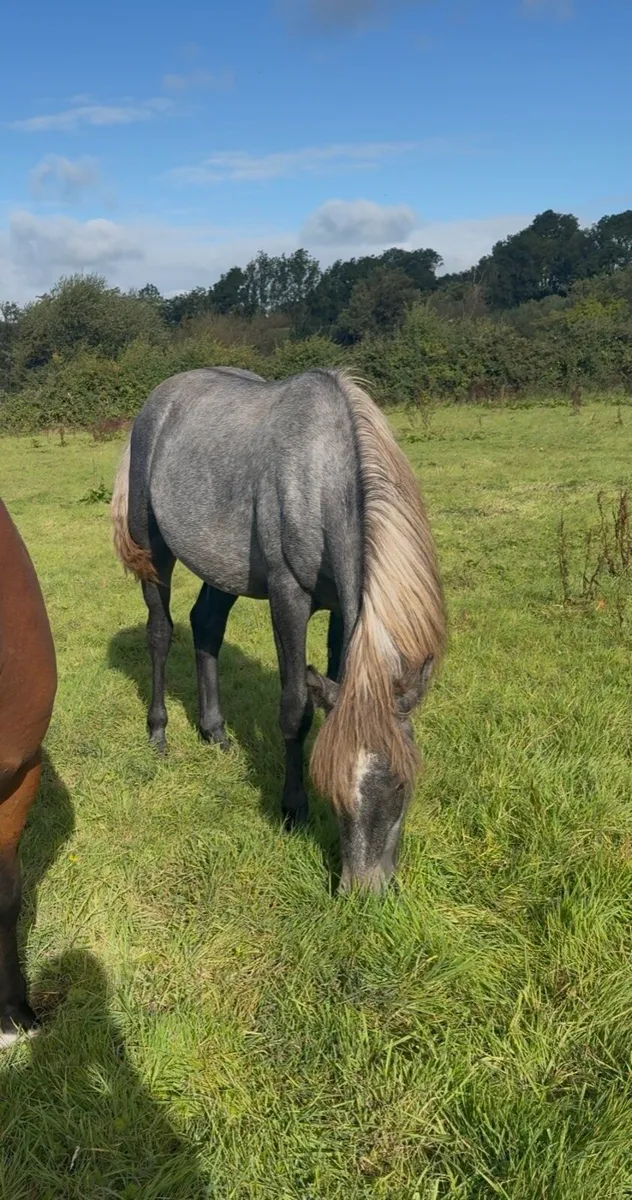Full Connemara colt - Image 1