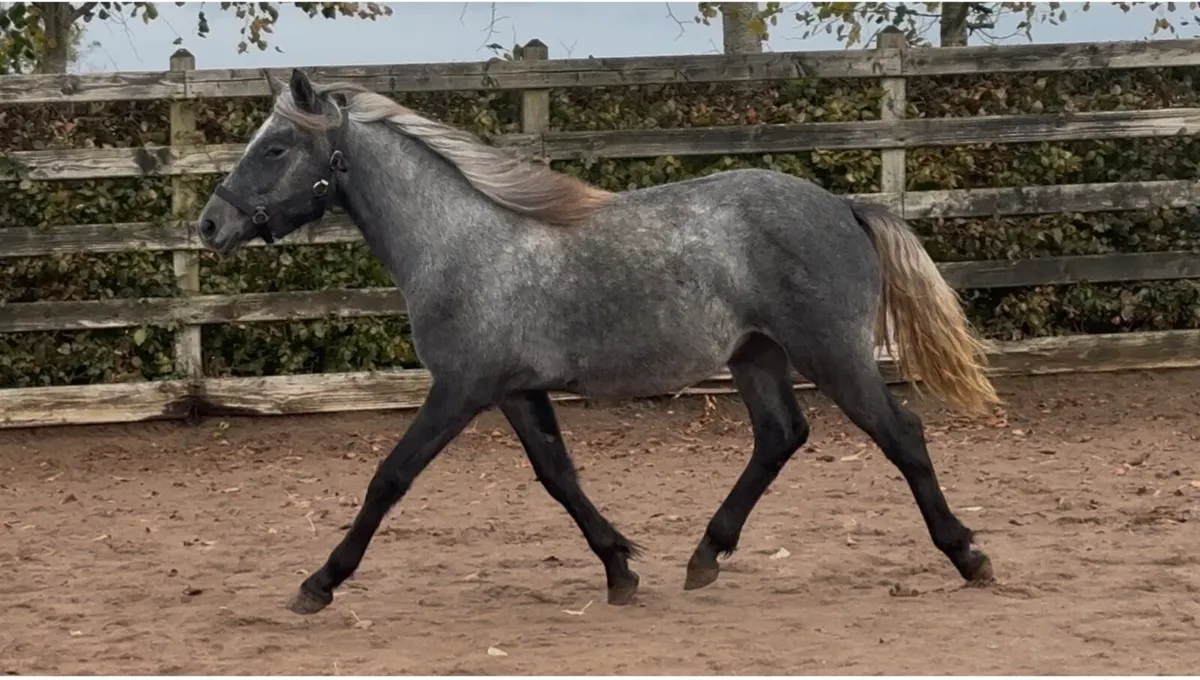 Full Connemara colt - Image 3