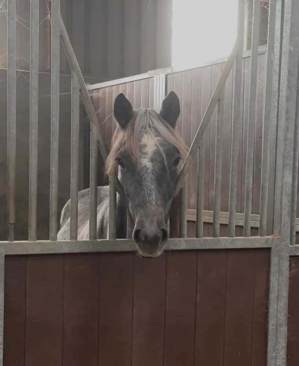 Full Connemara colt - Image 2