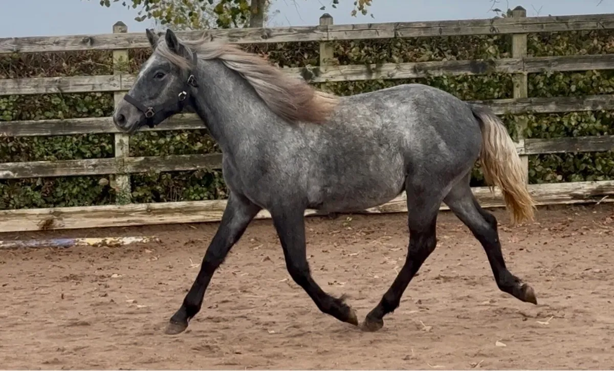 Full Connemara colt - Image 4
