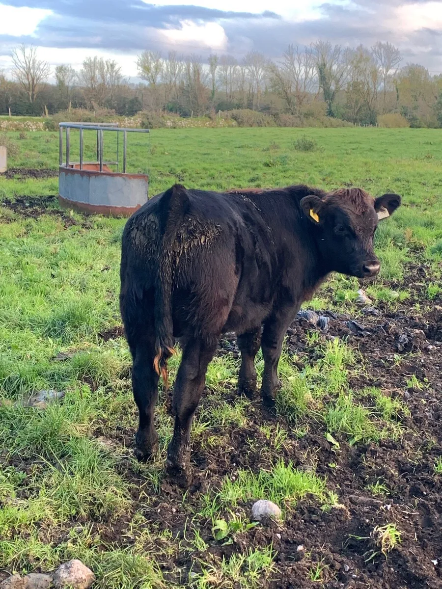 First calved angus cow with bull weanling at foot - Image 2