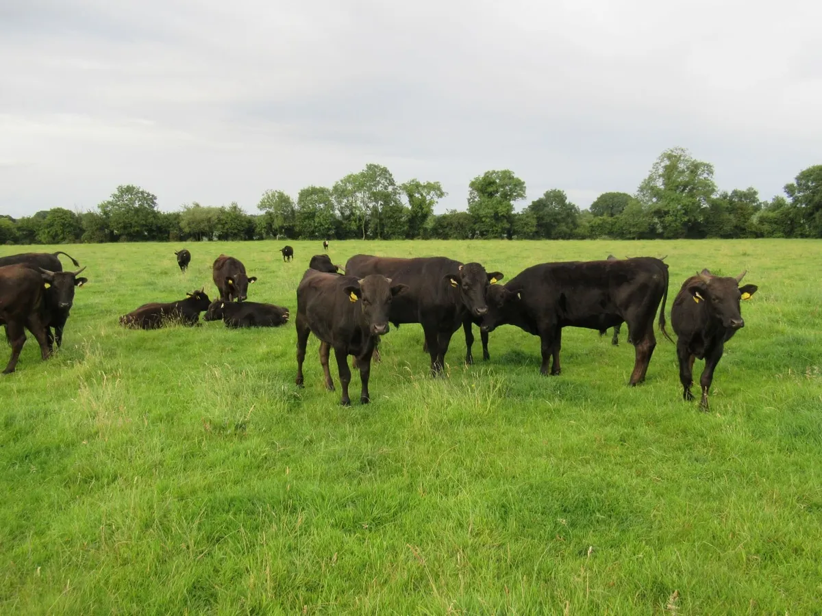wagyu  bullocks