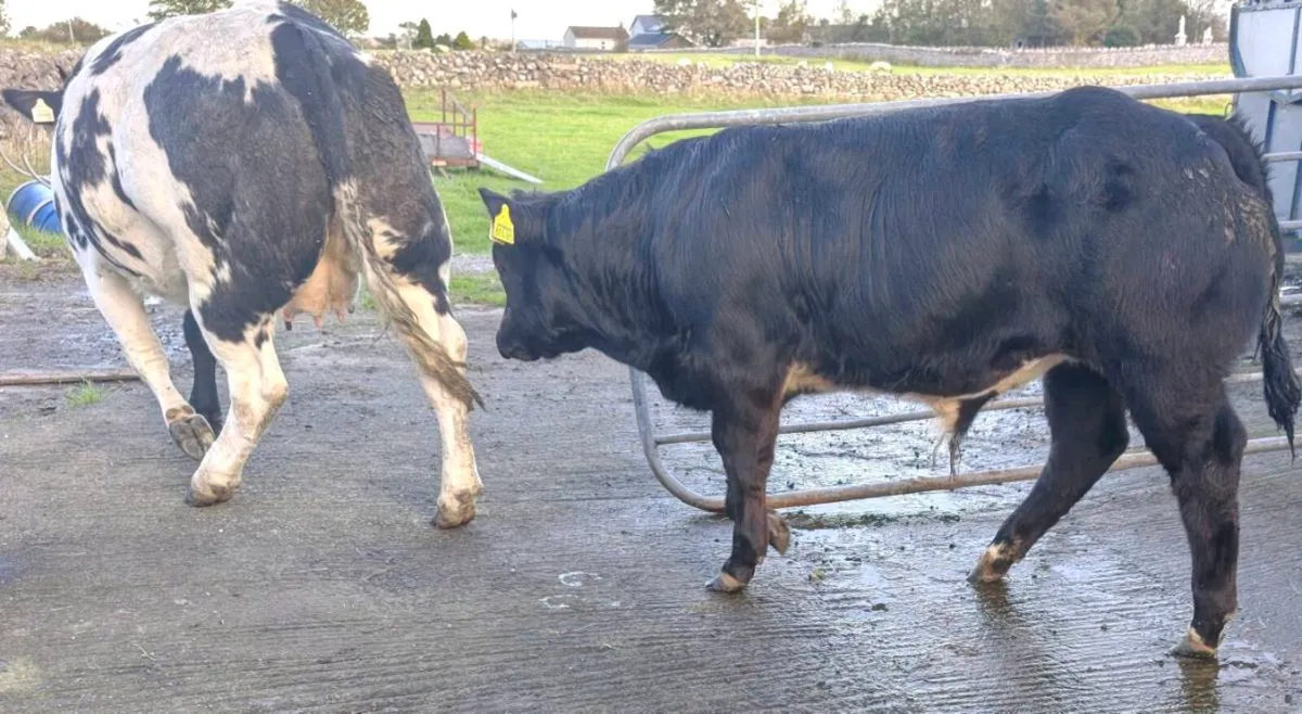 Bull weanling - Image 1