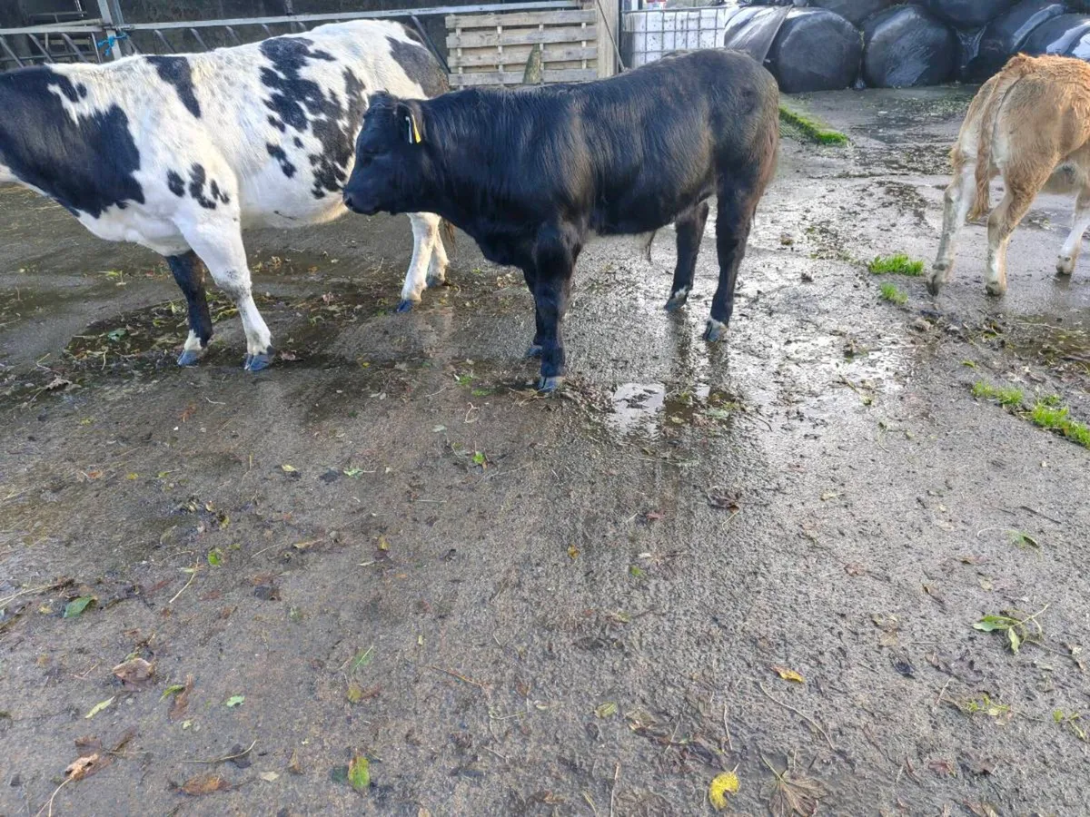 Bull weanling - Image 2