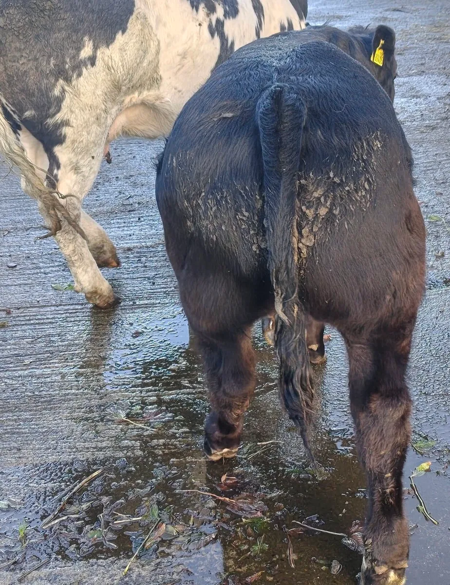 Bull weanling - Image 3