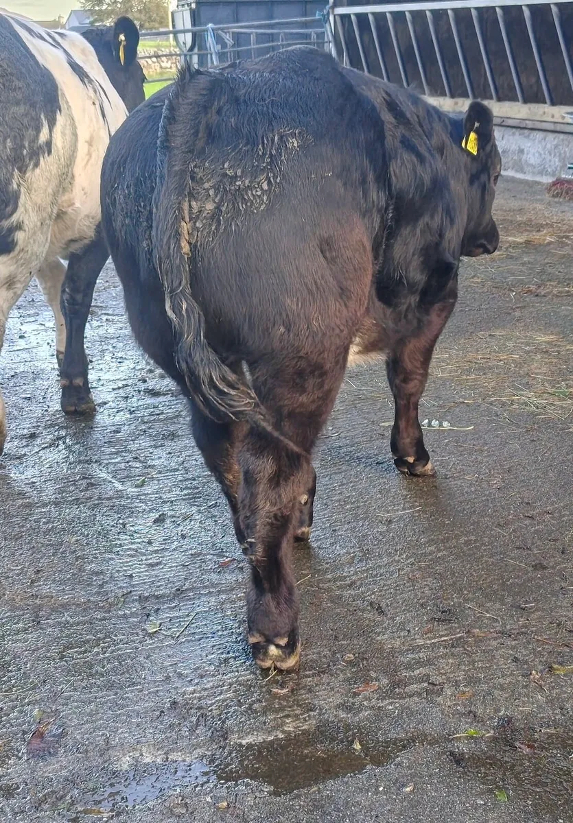 Bull weanling - Image 4
