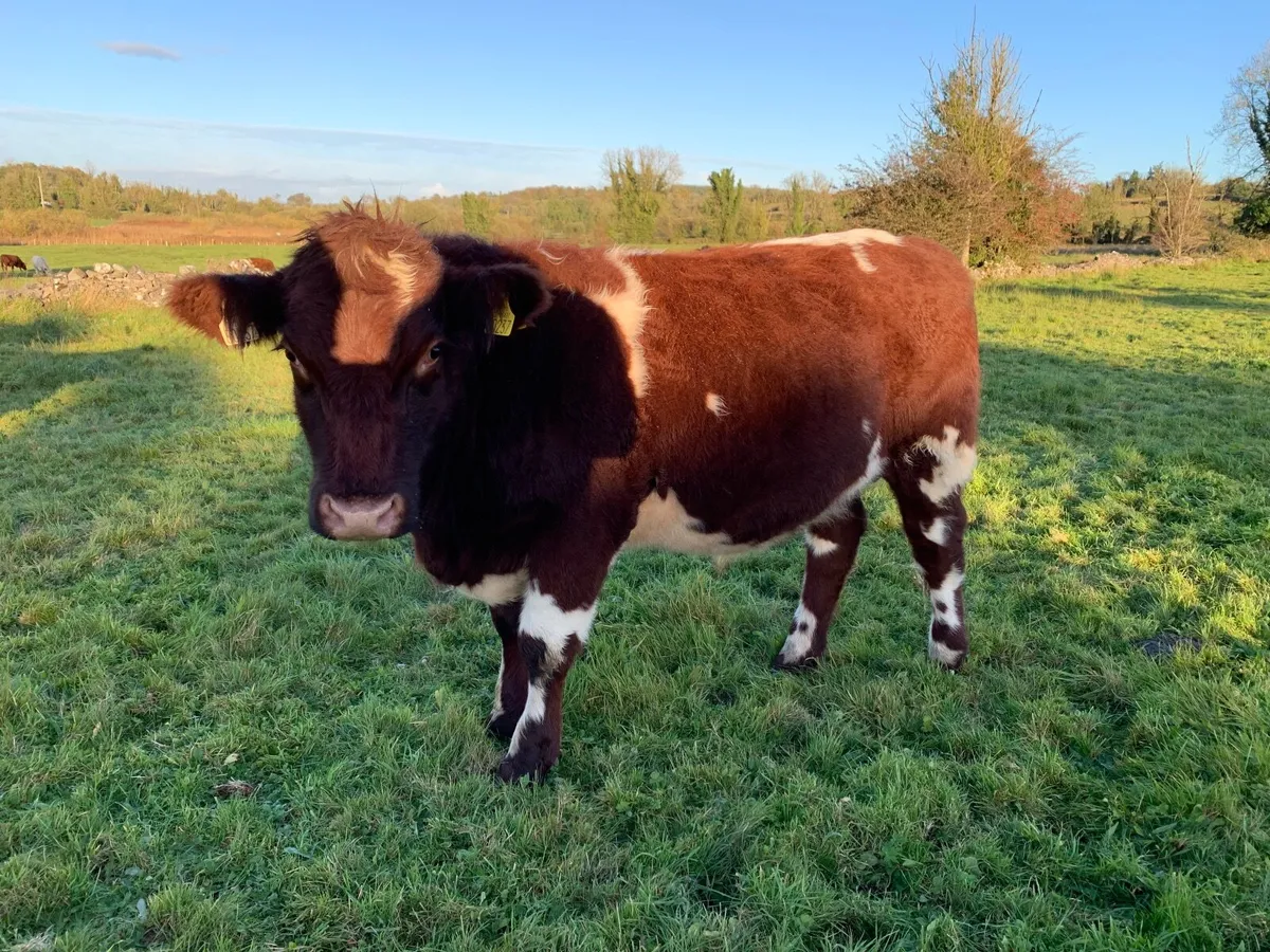 Store Bullocks - Image 1