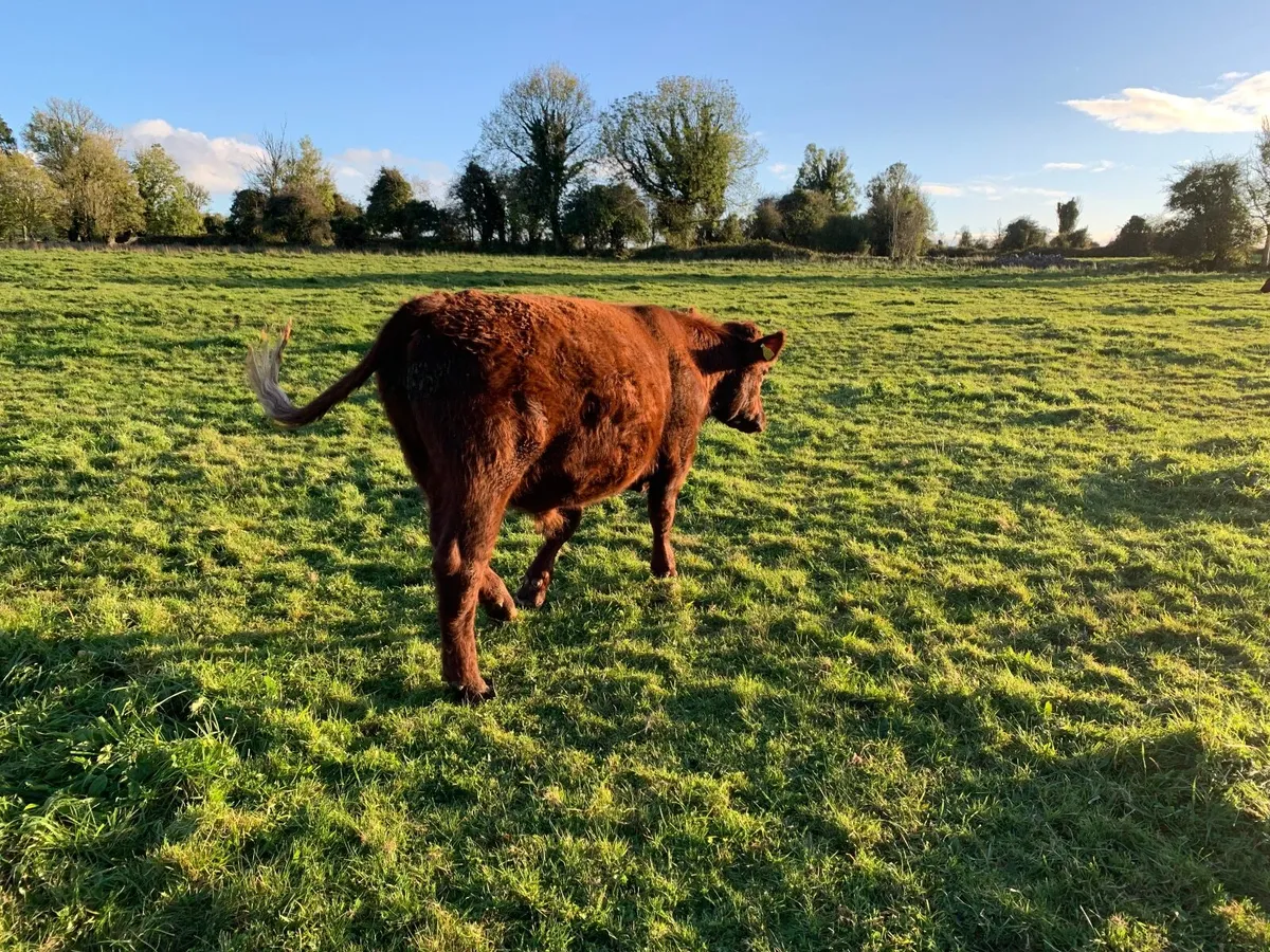 Store Bullocks - Image 3