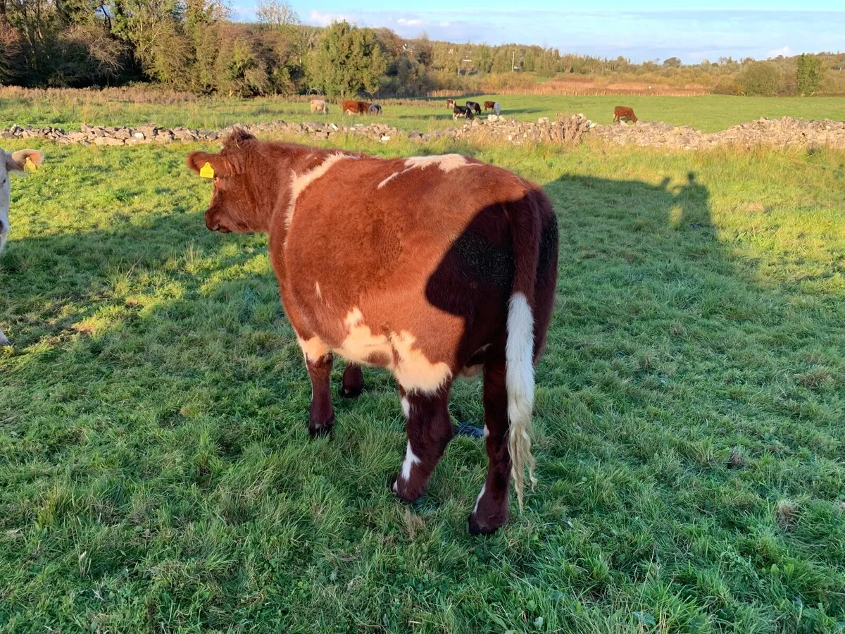 Store Bullocks - Image 2