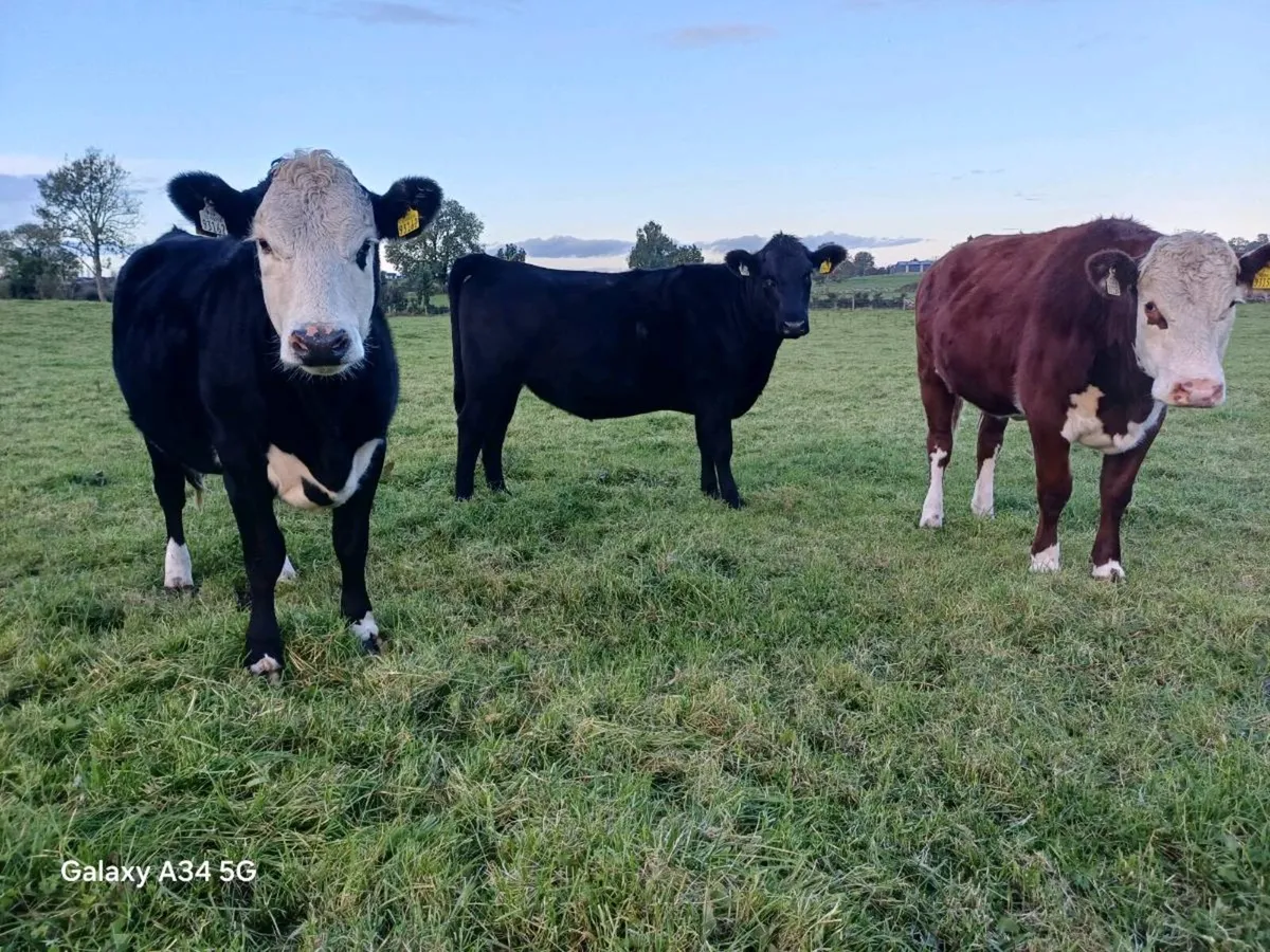HEX AAX heifers 5☆ - Image 3