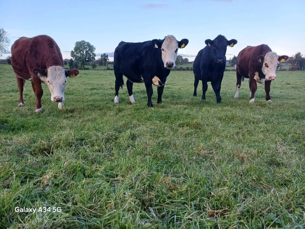 HEX AAX heifers 5☆ - Image 1