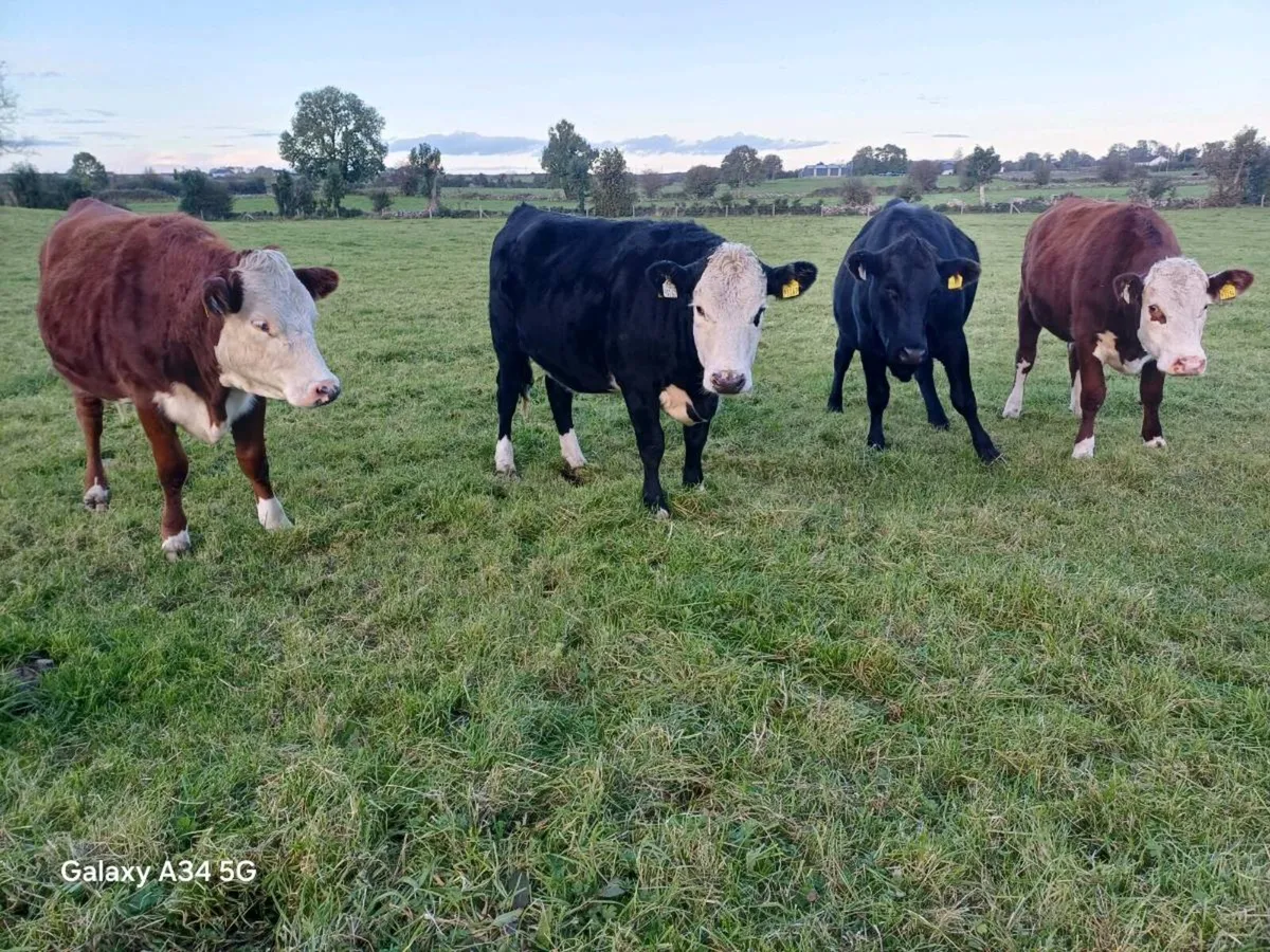 HEX AAX heifers 5☆ - Image 2