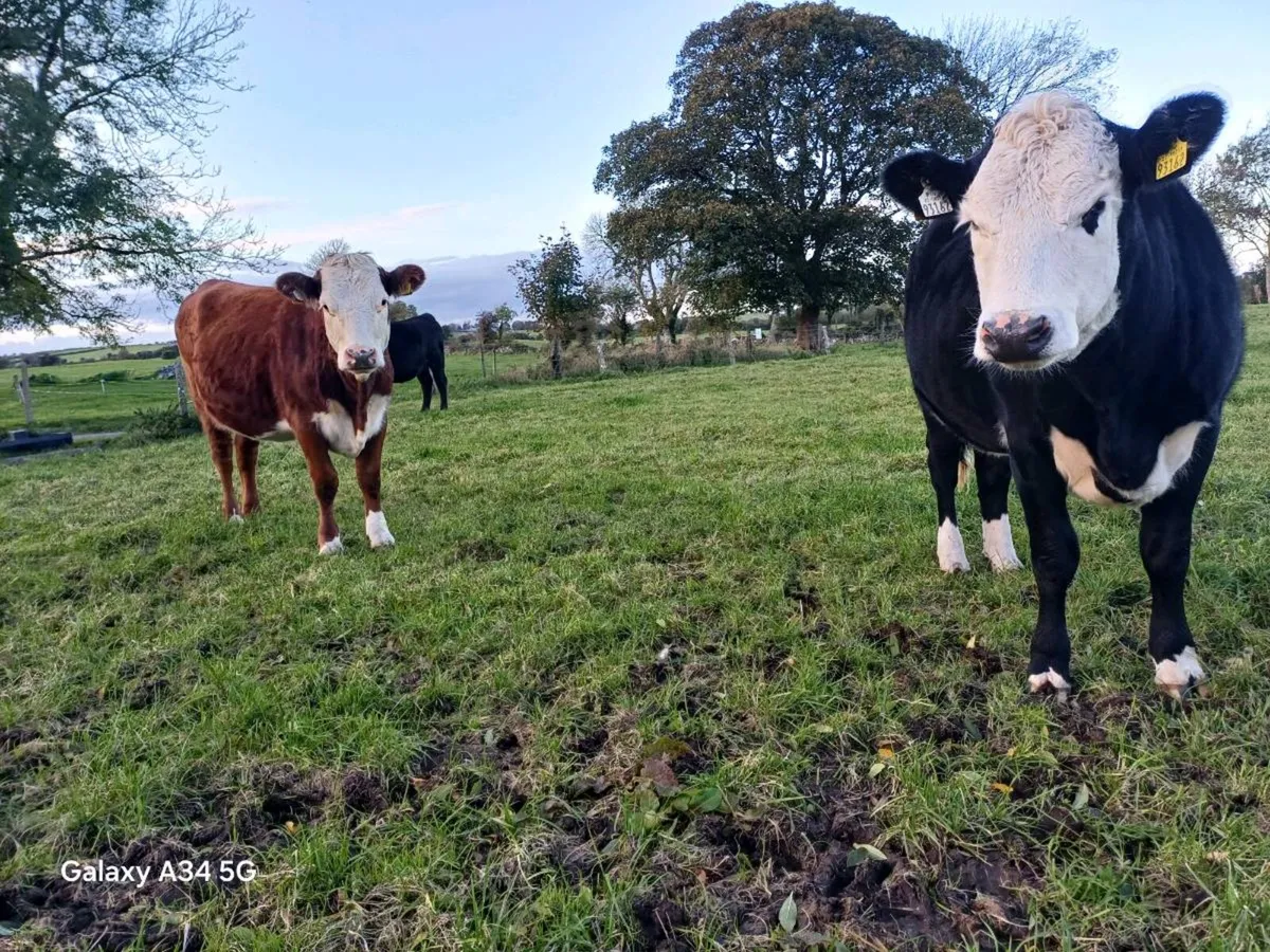 HEX AAX heifers 5☆ - Image 4