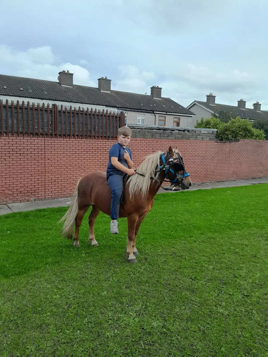 Kids Riding Pony For Sale - Image 4