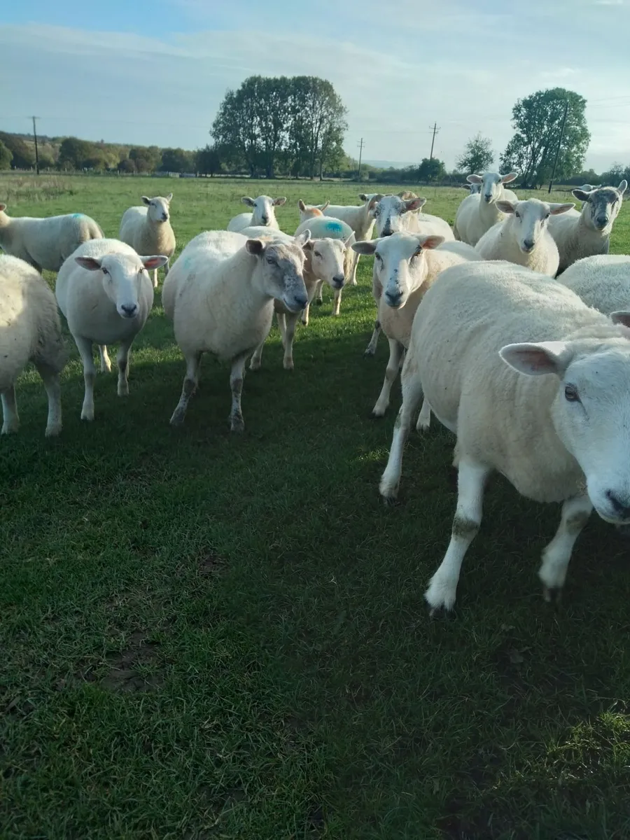 Hoggett  ewes - Image 1