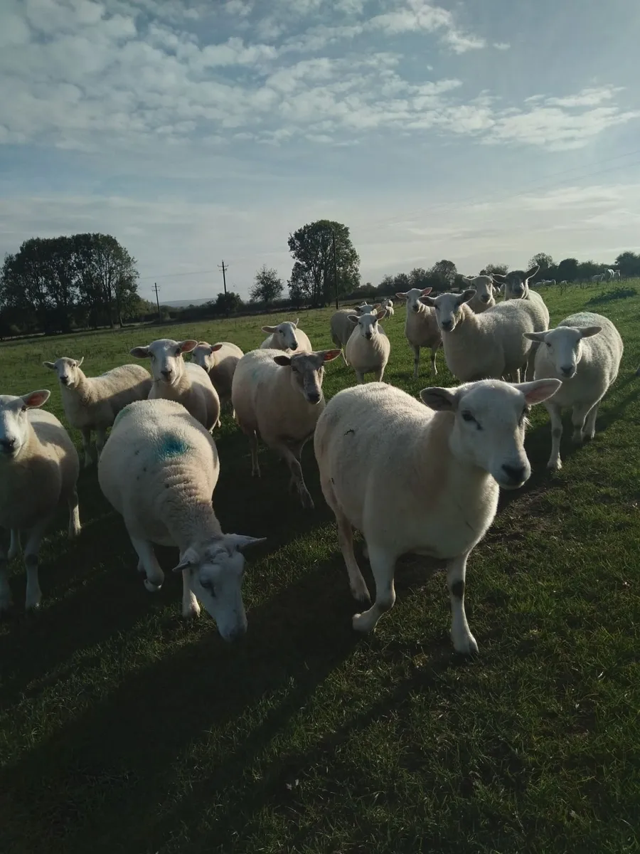 Hoggett  ewes - Image 2