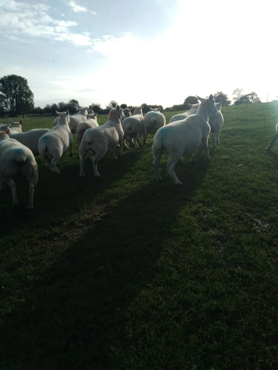 Hoggett  ewes - Image 3