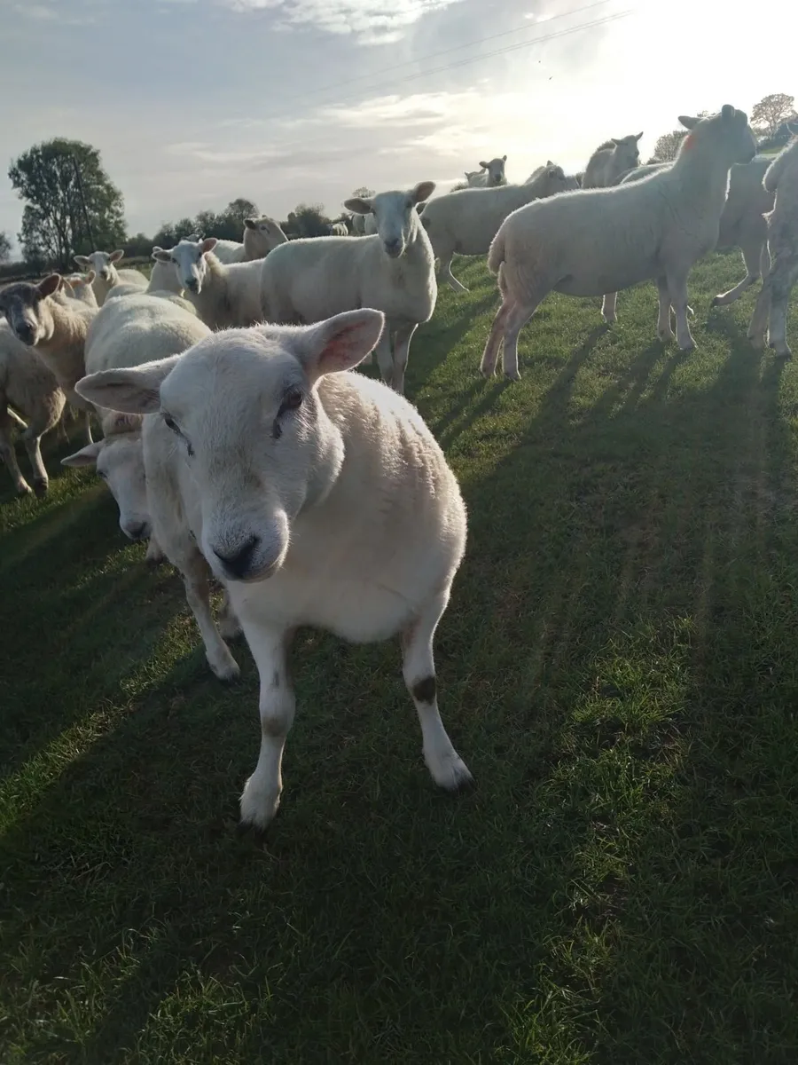 Hoggett  ewes - Image 4