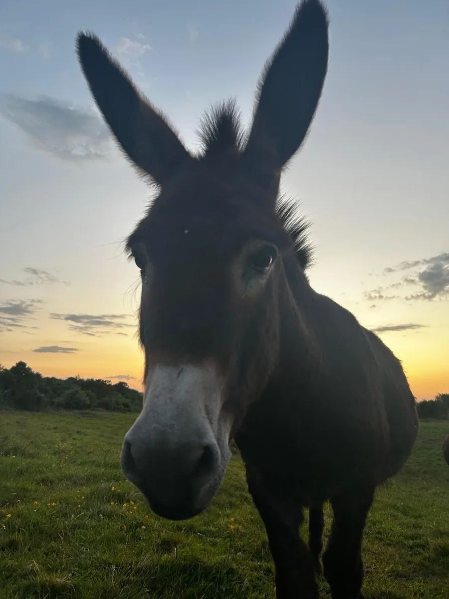 Gelded donkey - Image 3