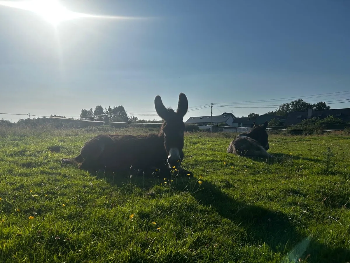 Gelded donkey - Image 1