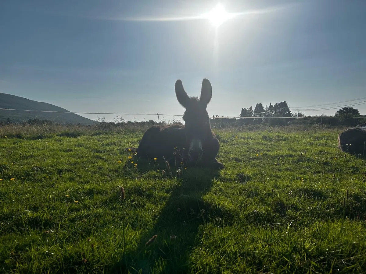 Gelded donkey - Image 2