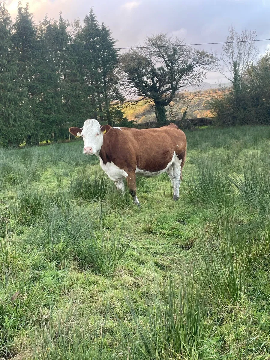 Super Simmental Incalf heifer - Image 3