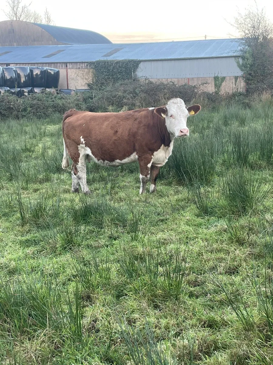 Super Simmental Incalf heifer - Image 4