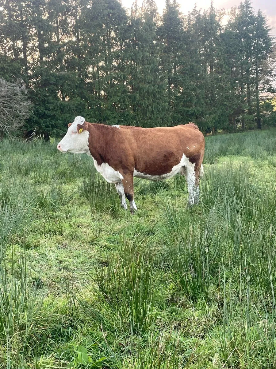 Super Simmental Incalf heifer - Image 1