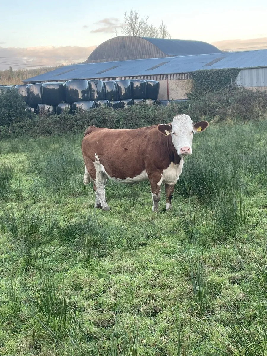 Super Simmental Incalf heifer - Image 2