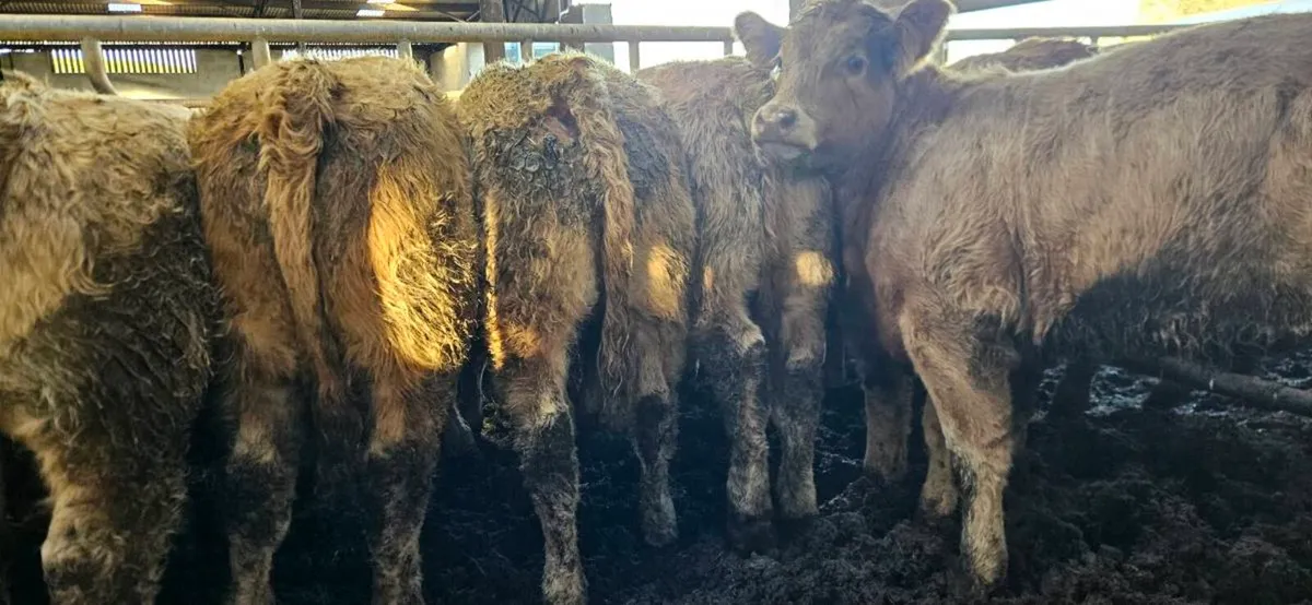 10 Smashing U Grade Golden CHX Heifers** - Image 3