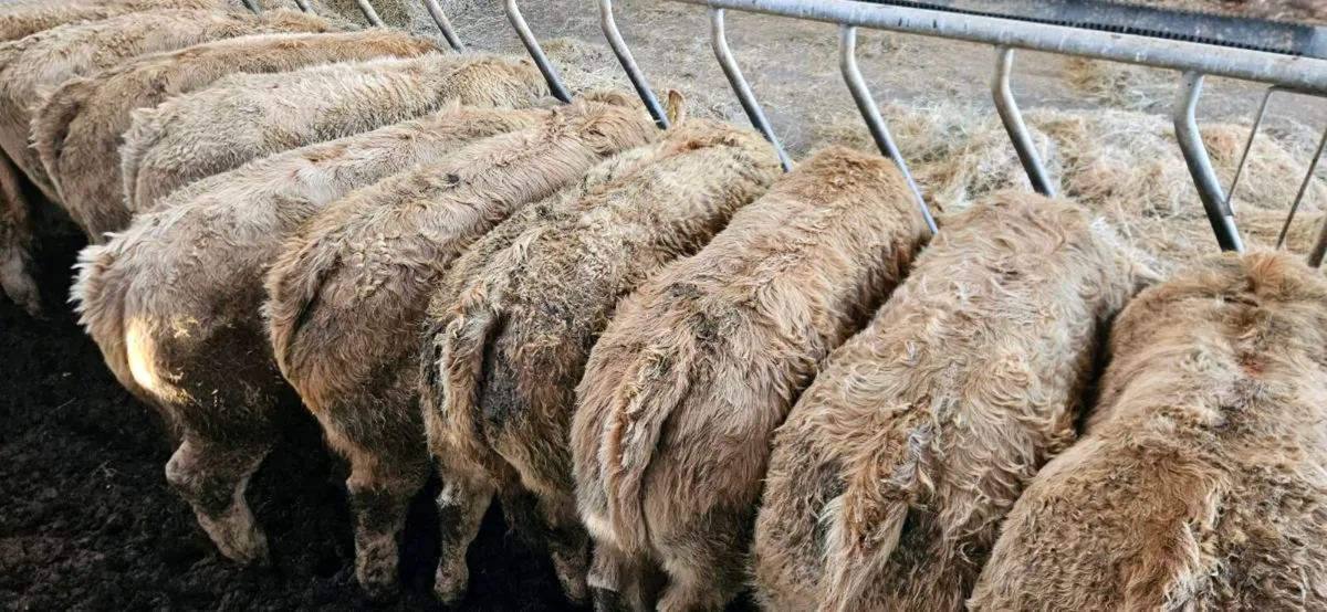 10 Smashing U Grade Golden CHX Heifers** - Image 4