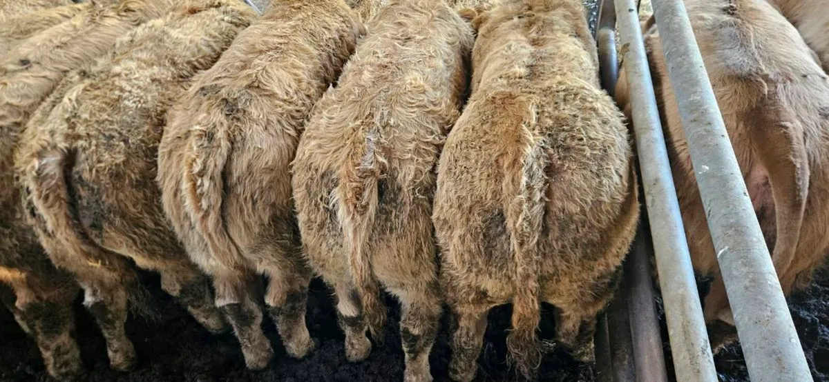 10 Smashing U Grade Golden CHX Heifers** - Image 1