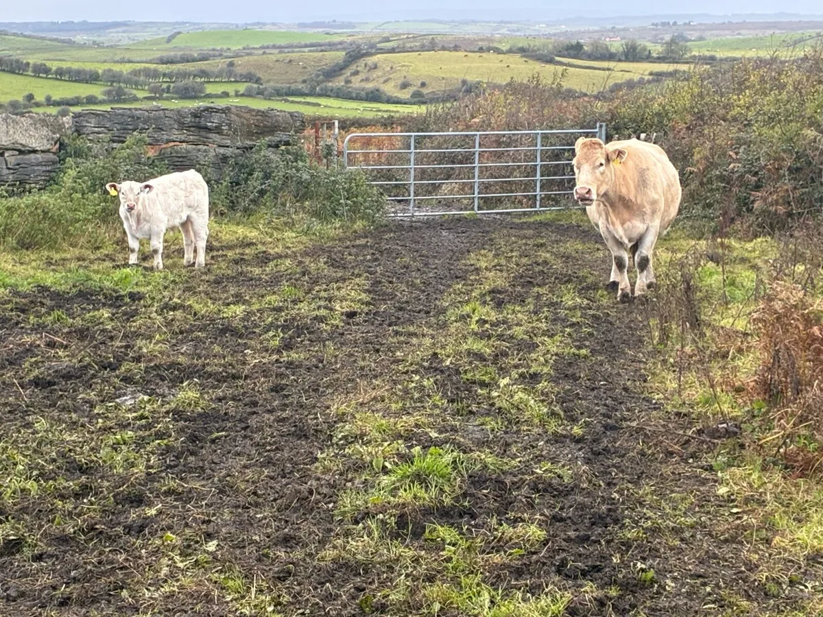 Cow and Bull Calf - Image 1