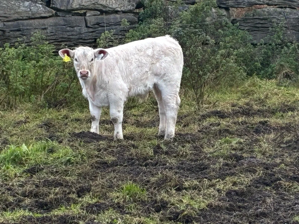 Cow and Bull Calf - Image 2