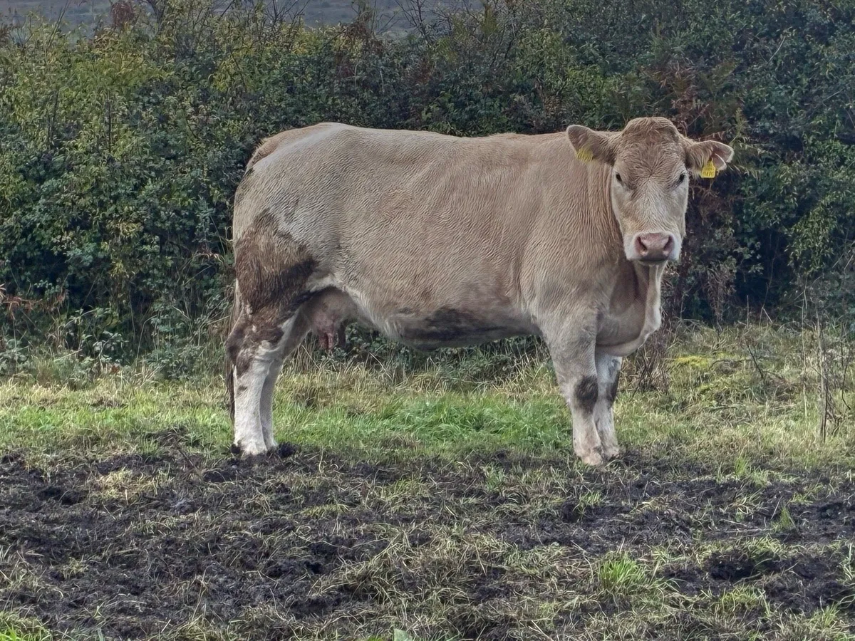 Cow and Bull Calf - Image 3