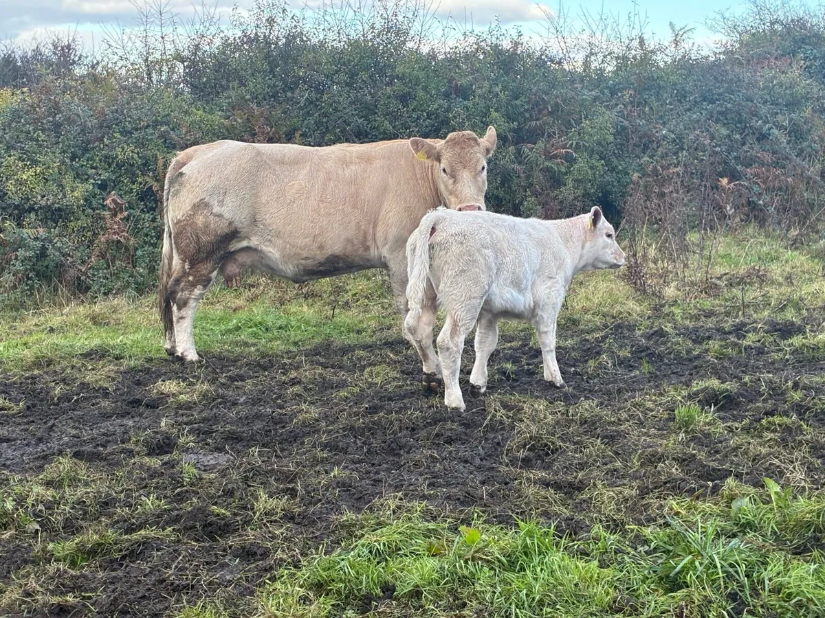 Cow and Bull Calf - Image 4
