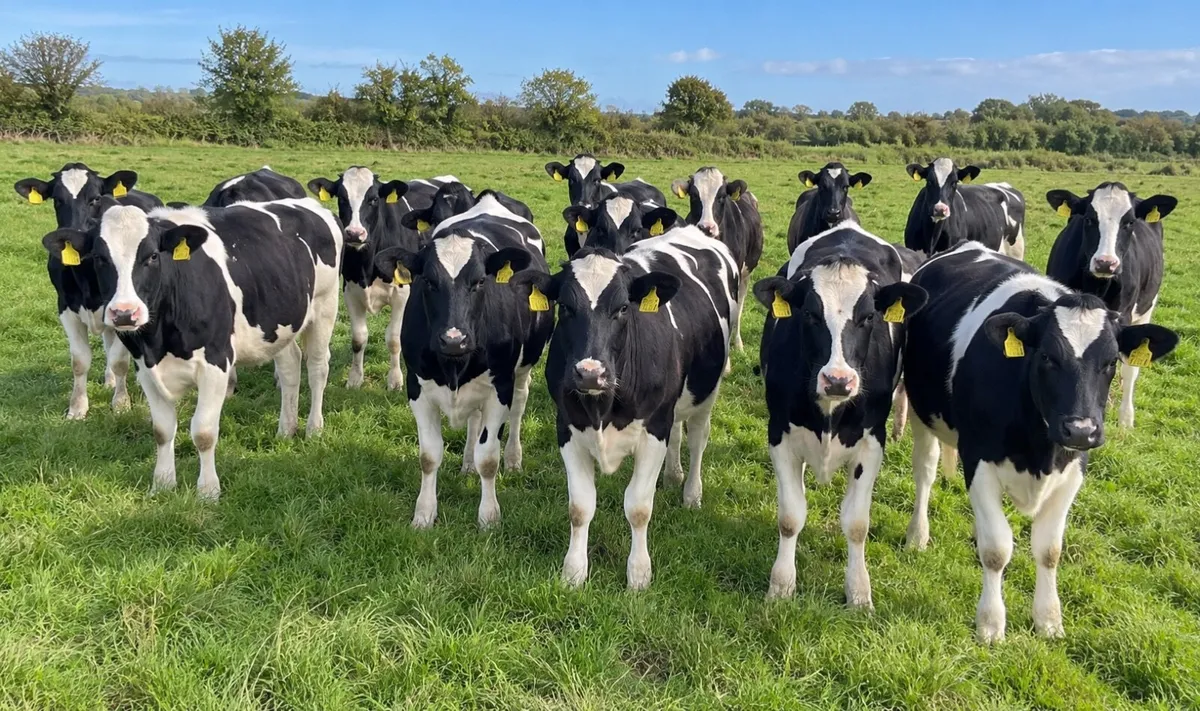 QUALITY FRIESIAN HEIFERS FOR SALE