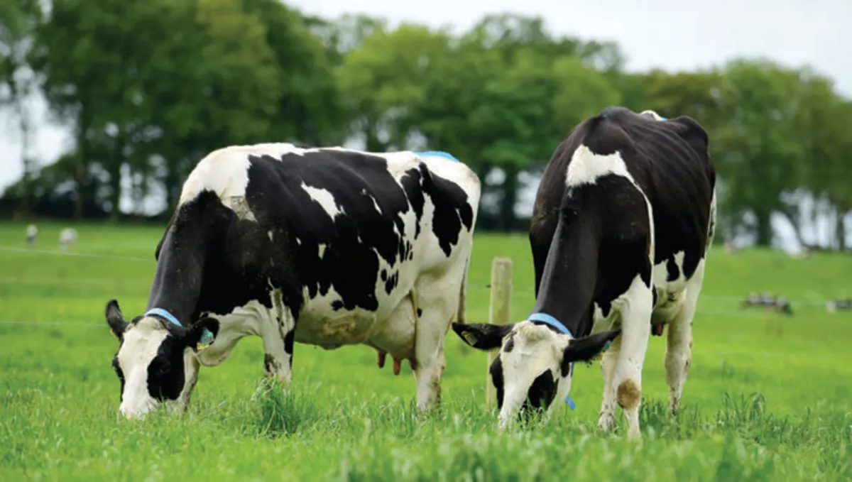 Dairy farm