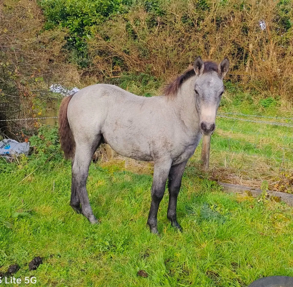Connemara Colt Foal Lot 687 Clifden Sat 24th