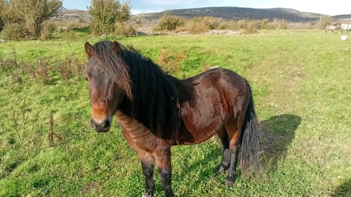 Kerry bog ponys - Image 1
